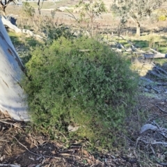 Clematis leptophylla at Belconnen, ACT - 25 Jul 2023