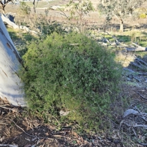 Clematis leptophylla at Belconnen, ACT - 25 Jul 2023 09:22 AM