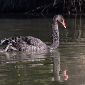 Cygnus atratus at Giralang, ACT - 21 Jun 2023