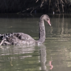 Cygnus atratus at Giralang, ACT - 21 Jun 2023