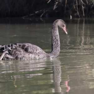 Cygnus atratus at Giralang, ACT - 21 Jun 2023