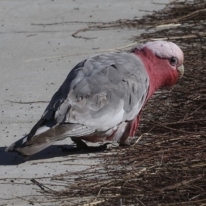 Eolophus roseicapilla at McKellar, ACT - 21 Jun 2023