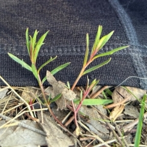 Haloragis heterophylla at Higgins, ACT - 26 Jul 2023 03:55 PM