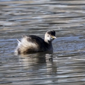 Tachybaptus novaehollandiae at McKellar, ACT - 21 Jun 2023