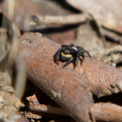 Euophryinae sp.(Undescribed) (subfamily) (A jumping spider) at Higgins, ACT - 26 Jul 2023 by Trevor