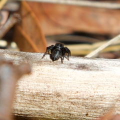 Euophryinae sp.(Undescribed) (subfamily) at Higgins, ACT - 26 Jul 2023 12:30 PM