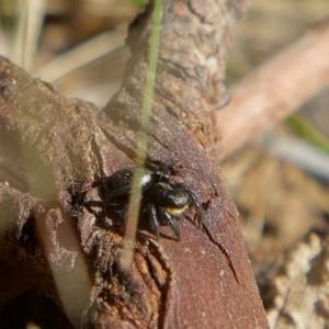 Euophryinae sp.(Undescribed) (subfamily) at Higgins, ACT - 26 Jul 2023