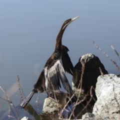 Anhinga novaehollandiae (Australasian Darter) at Belconnen, ACT - 21 Jun 2023 by AlisonMilton