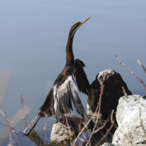 Anhinga novaehollandiae at Belconnen, ACT - 21 Jun 2023 12:52 PM