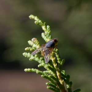 Tachinidae (family) at Higgins, ACT - 26 Jul 2023