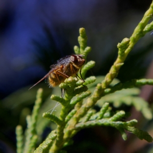 Tachinidae (family) at Higgins, ACT - 26 Jul 2023