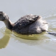 Poliocephalus poliocephalus (Hoary-headed Grebe) at Belconnen, ACT - 21 Jun 2023 by AlisonMilton