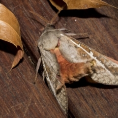 Oxycanus dirempta (Variable Oxycanus) at Higgins, ACT - 5 Jun 2023 by AlisonMilton