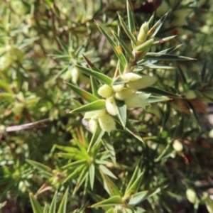 Melichrus urceolatus at Tuggeranong, ACT - 26 Jul 2023