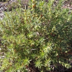 Melichrus urceolatus at Tuggeranong, ACT - 26 Jul 2023