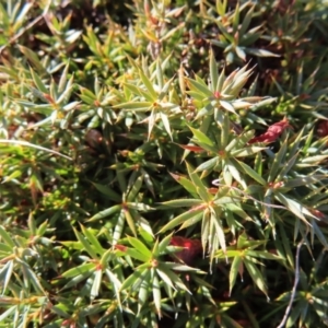 Astroloma humifusum at Tuggeranong, ACT - 26 Jul 2023