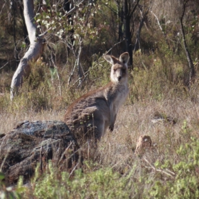 Macropus giganteus (Eastern Grey Kangaroo) at Mount Taylor - 26 Jul 2023 by MatthewFrawley