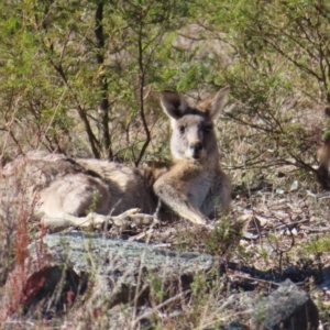 Macropus giganteus at Tuggeranong, ACT - 26 Jul 2023