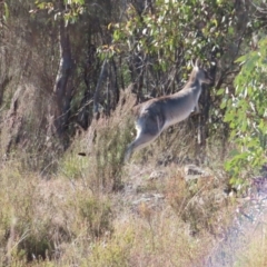 Macropus giganteus at Tuggeranong, ACT - 26 Jul 2023