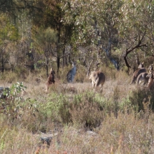 Macropus giganteus at Tuggeranong, ACT - 26 Jul 2023