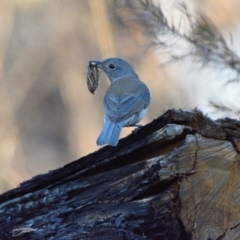 Colluricincla harmonica (Grey Shrikethrush) at Thirlmere, NSW - 6 Jun 2023 by Freebird