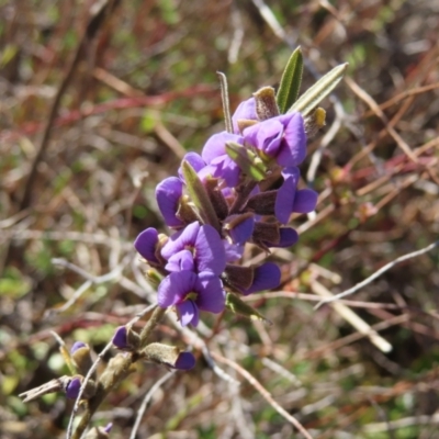 Hovea heterophylla (Common Hovea) at Tuggeranong, ACT - 26 Jul 2023 by MatthewFrawley