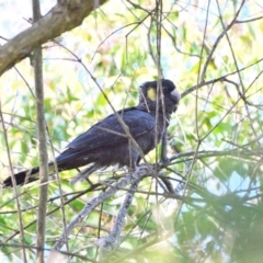 Zanda funerea (Yellow-tailed Black-Cockatoo) at Thirlmere, NSW - 21 Jul 2023 by Freebird