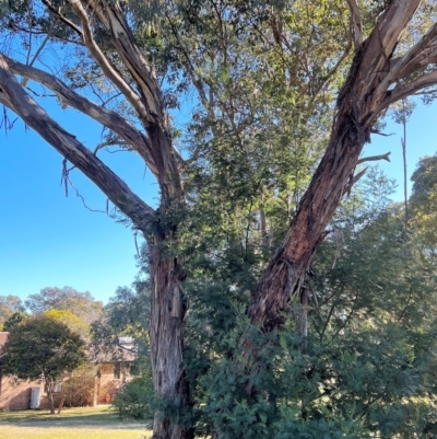 Eucalyptus melliodora (Yellow Box) at Cantor Crescent Woodland, Higgins - 26 Jul 2023 by Untidy