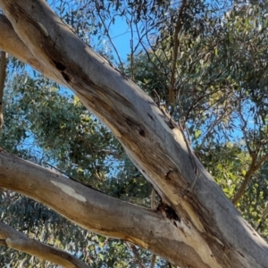 Eucalyptus melliodora at Cantor Crescent Woodland, Higgins - 26 Jul 2023