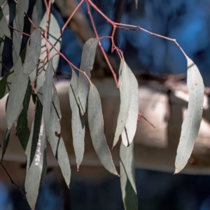 Eucalyptus melliodora at Cantor Crescent Woodland, Higgins - 26 Jul 2023