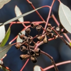 Eucalyptus melliodora at Cantor Crescent Woodland, Higgins - 26 Jul 2023