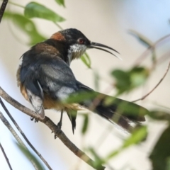 Acanthorhynchus tenuirostris (Eastern Spinebill) at Higgins, ACT - 24 Feb 2023 by AlisonMilton