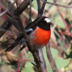 Petroica boodang (Scarlet Robin) at Tuggeranong, ACT - 26 Jul 2023 by MatthewFrawley