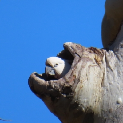 Cacatua galerita (Sulphur-crested Cockatoo) at Fisher, ACT - 26 Jul 2023 by MatthewFrawley