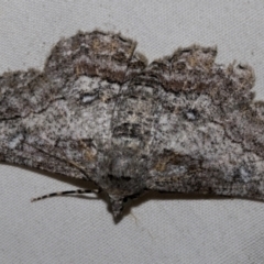 Cleora displicata (A Cleora Bark Moth (Boarmiini) at Higgins, ACT - 25 Feb 2023 by AlisonMilton