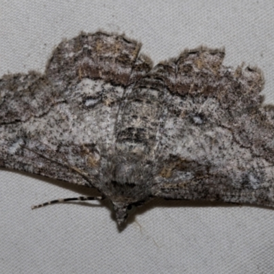 Cleora displicata (A Cleora Bark Moth (Boarmiini) at Higgins, ACT - 25 Feb 2023 by AlisonMilton