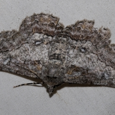 Cleora displicata (A Cleora Bark Moth) at Higgins, ACT - 25 Feb 2023 by AlisonMilton