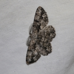 Unplaced externaria (Mahogany Bark Moth) at Higgins, ACT - 25 Feb 2023 by AlisonMilton