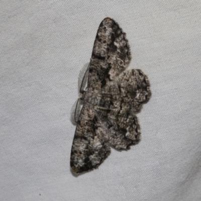Unplaced externaria (Mahogany Bark Moth) at Higgins, ACT - 25 Feb 2023 by AlisonMilton