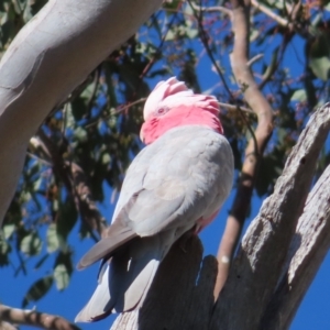 Eolophus roseicapilla at Tuggeranong, ACT - 26 Jul 2023