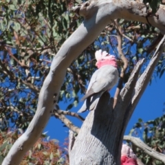 Eolophus roseicapilla at Tuggeranong, ACT - 26 Jul 2023