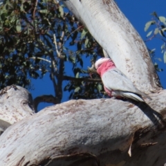 Eolophus roseicapilla at Tuggeranong, ACT - 26 Jul 2023