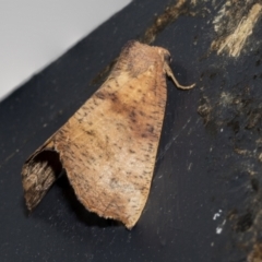 Fisera (genus) (Unidentified Fisera moths) at Higgins, ACT - 25 Feb 2023 by AlisonMilton