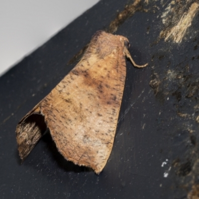 Fisera (genus) (Unidentified Fisera moths) at Higgins, ACT - 25 Feb 2023 by AlisonMilton