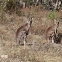 Macropus giganteus (Eastern Grey Kangaroo) at Mount Taylor - 26 Jul 2023 by MatthewFrawley