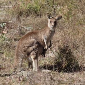 Macropus giganteus at Tuggeranong, ACT - 26 Jul 2023