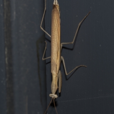 Mantis octospilota (Eight-spotted or Black-barred mantis) at Higgins, ACT - 25 Feb 2023 by AlisonMilton