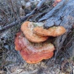 Trametes coccinea (Scarlet Bracket) at Tuggeranong, ACT - 26 Jul 2023 by MatthewFrawley