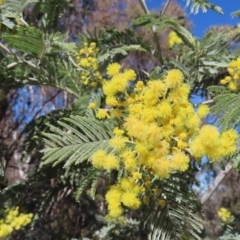 Acacia dealbata subsp. dealbata (Silver Wattle) at Kambah, ACT - 26 Jul 2023 by MatthewFrawley
