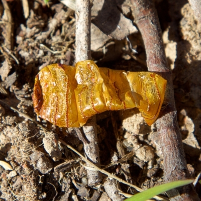 Hepialidae (family) (Unidentified Swift or Ghost Moth) at Higgins, ACT - 26 Jul 2023 by MichaelWenke